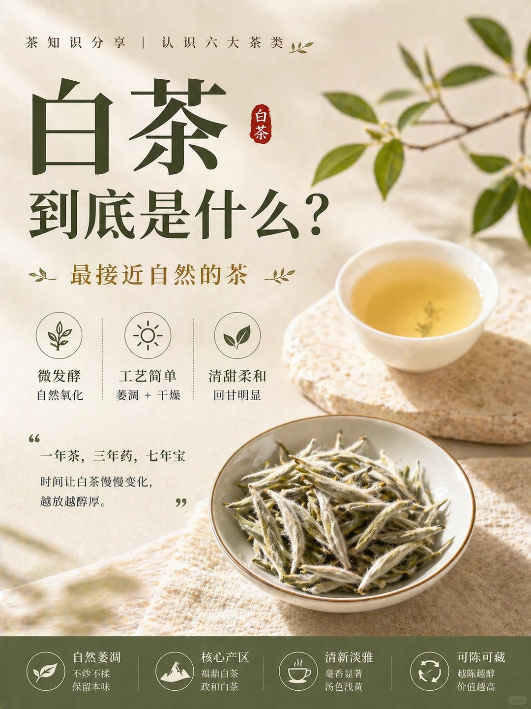福建白茶